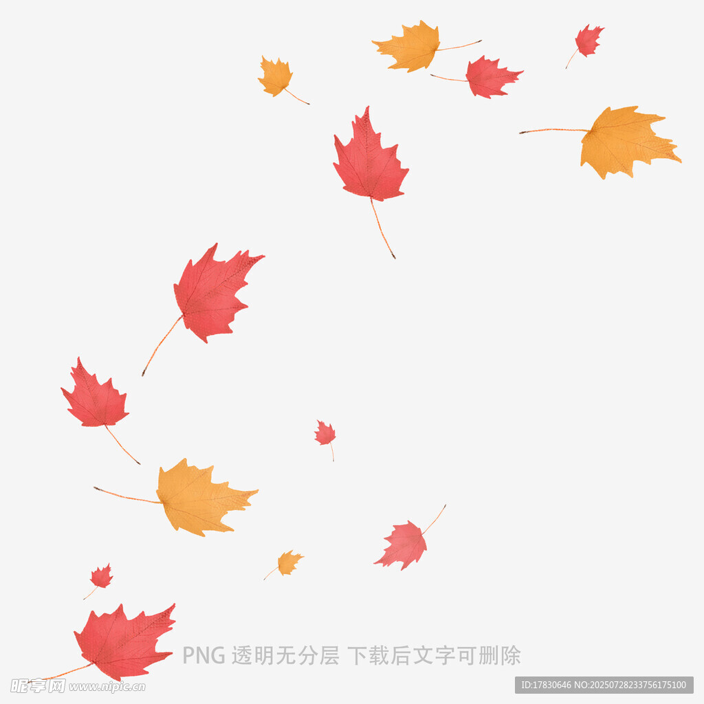 飘落的多彩枫叶