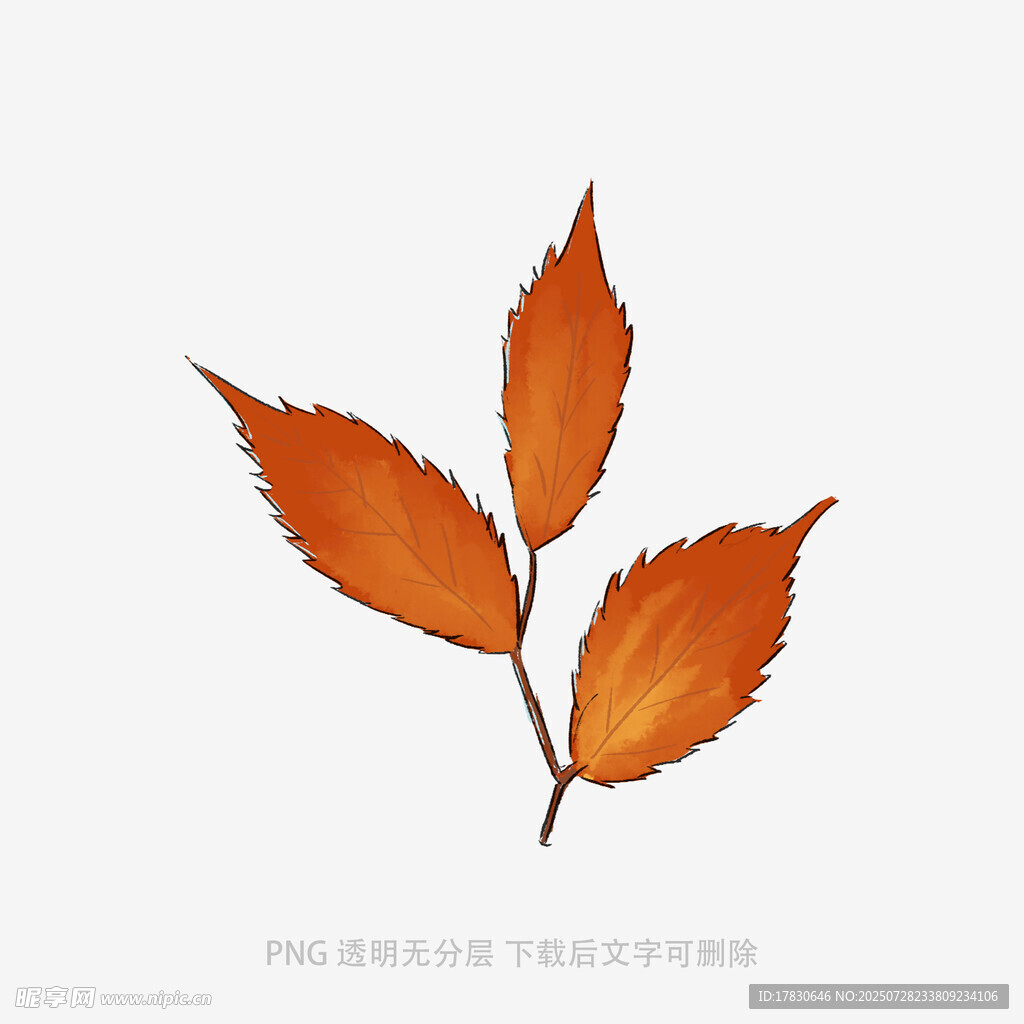橙红色叶片插画
