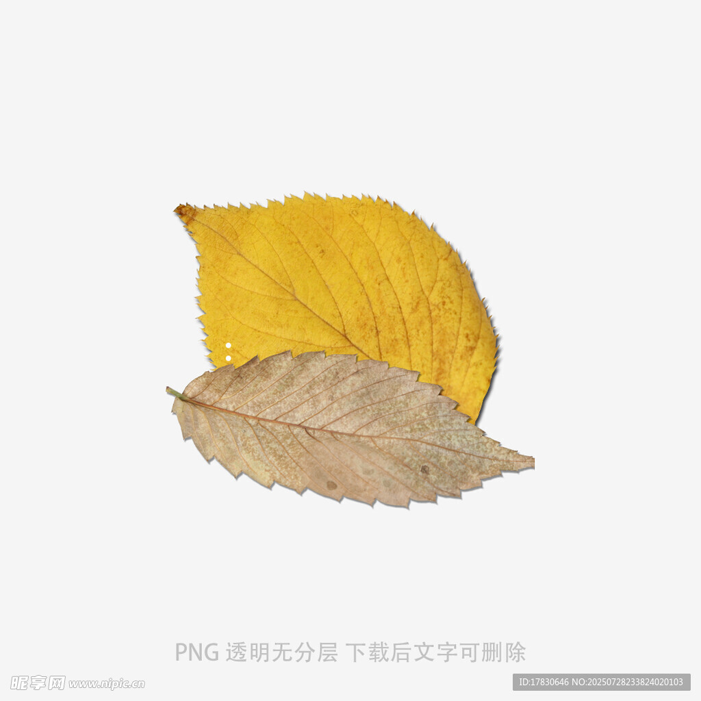 落叶