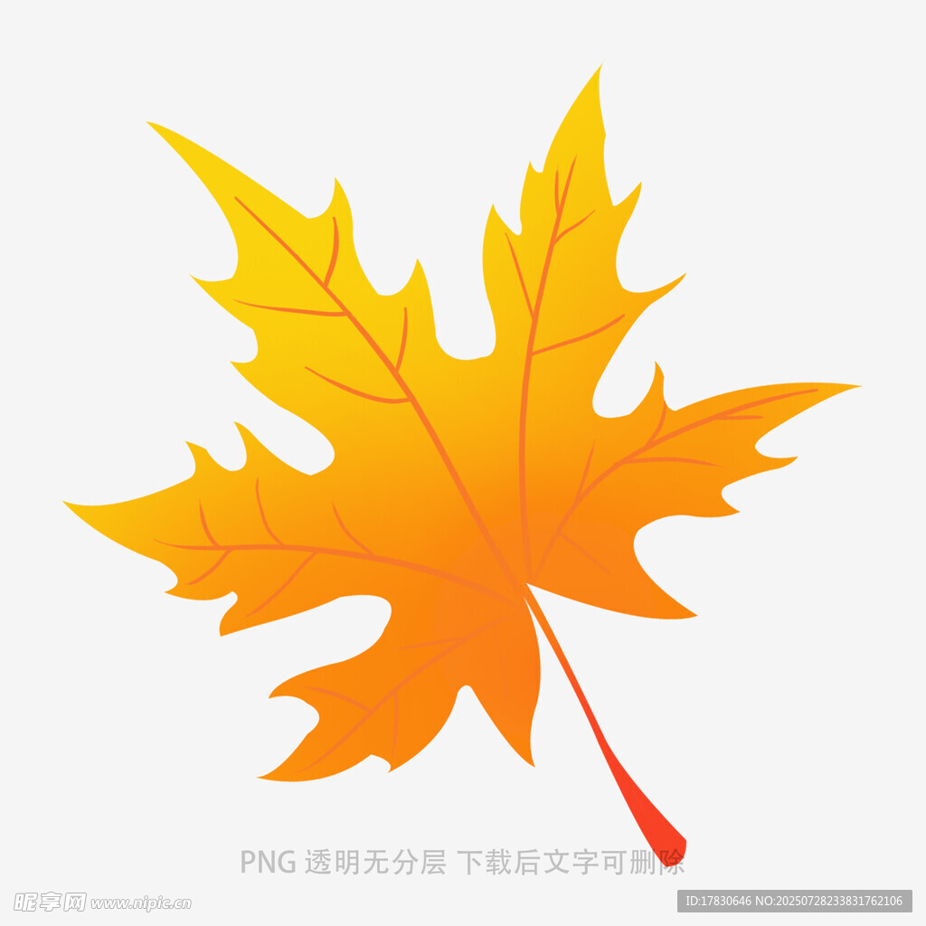 橙黄色枫叶插画