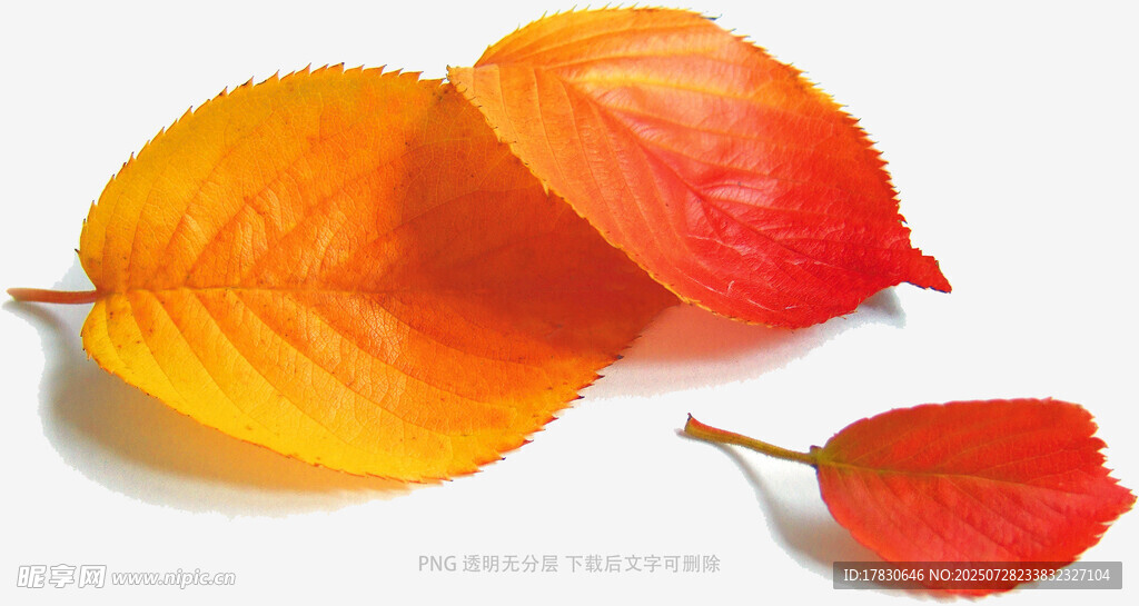 秋日多彩枫叶特写