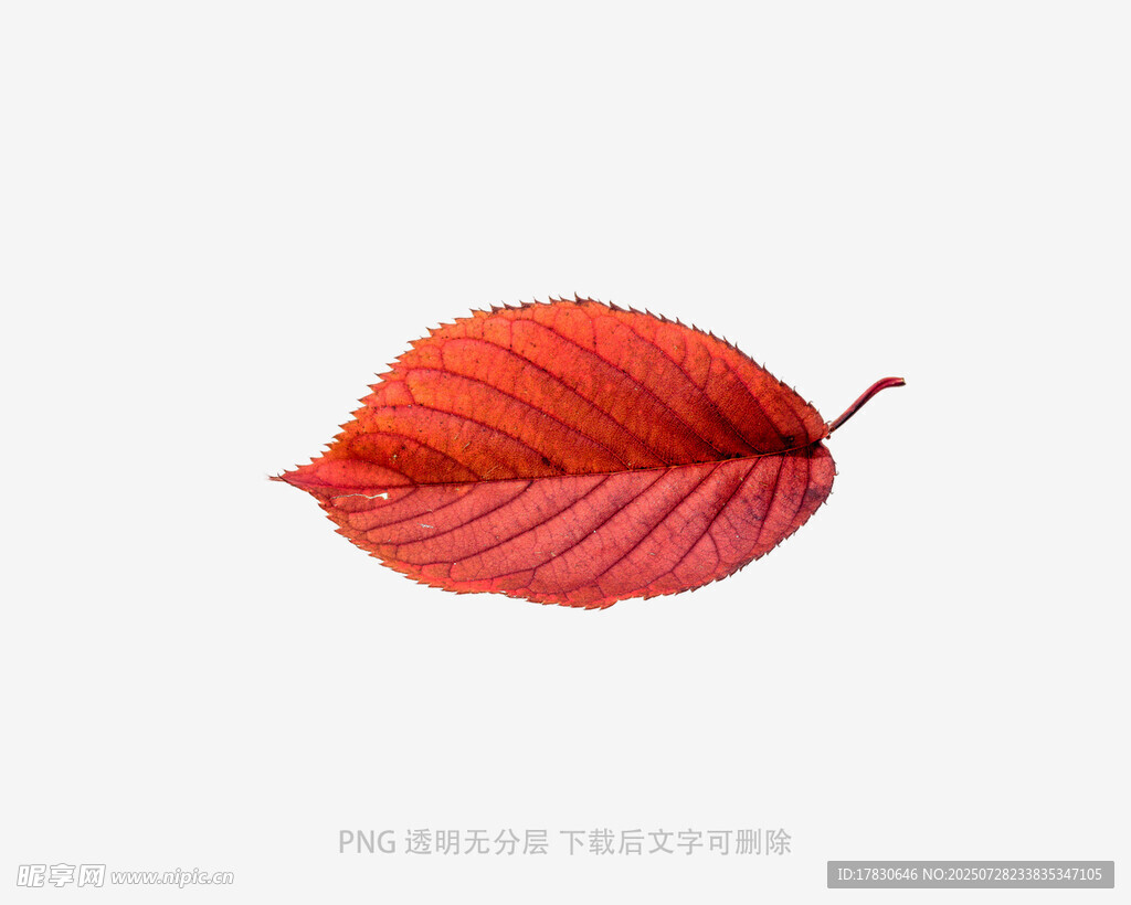 一片鲜红的秋叶