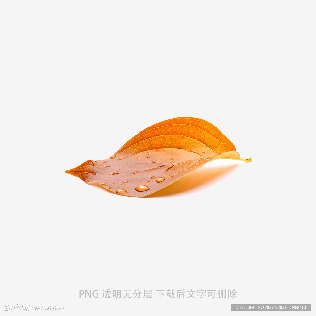 橙黄叶片上的晶莹水珠