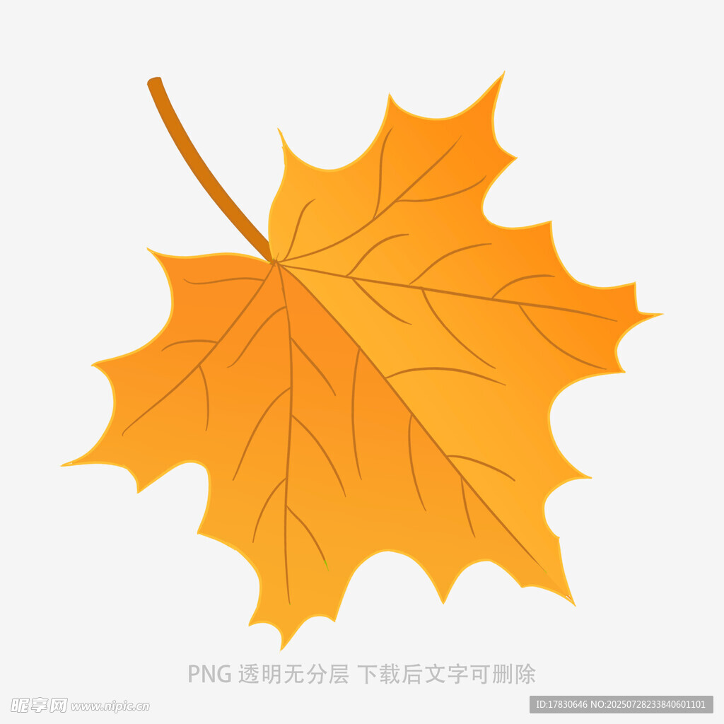 橙黄色枫叶插画