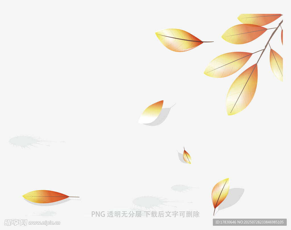 飘落的金黄树叶