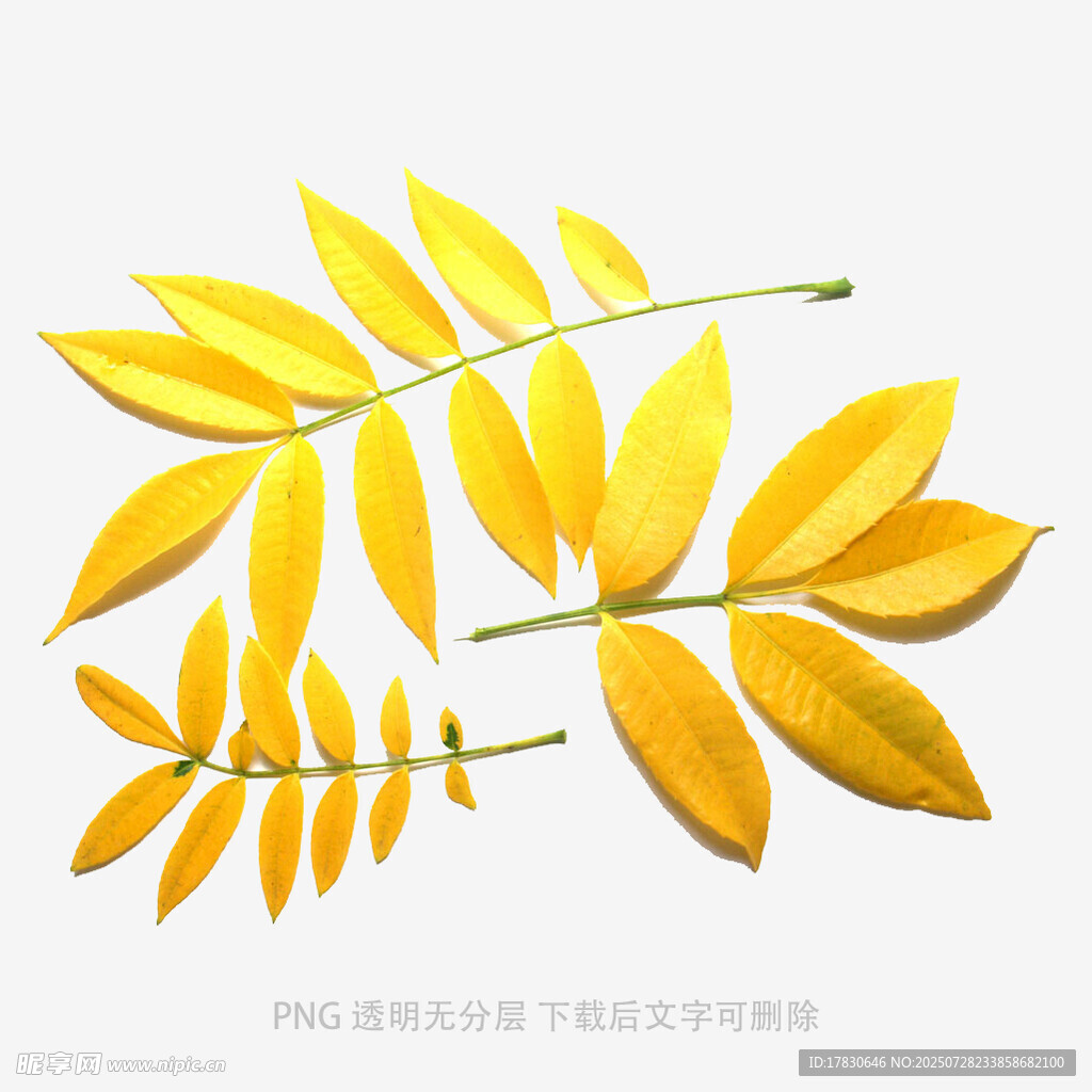 落叶