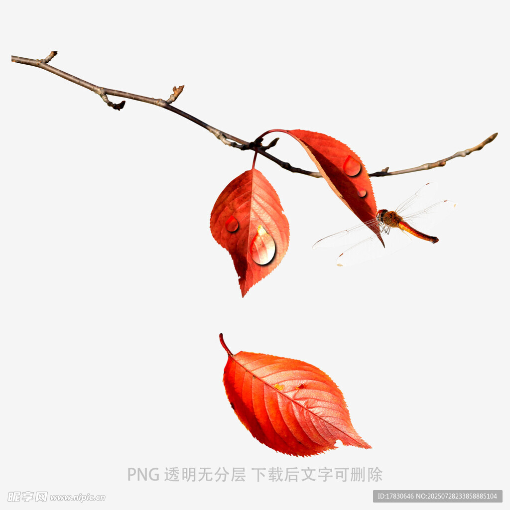 红叶片片挂枝头