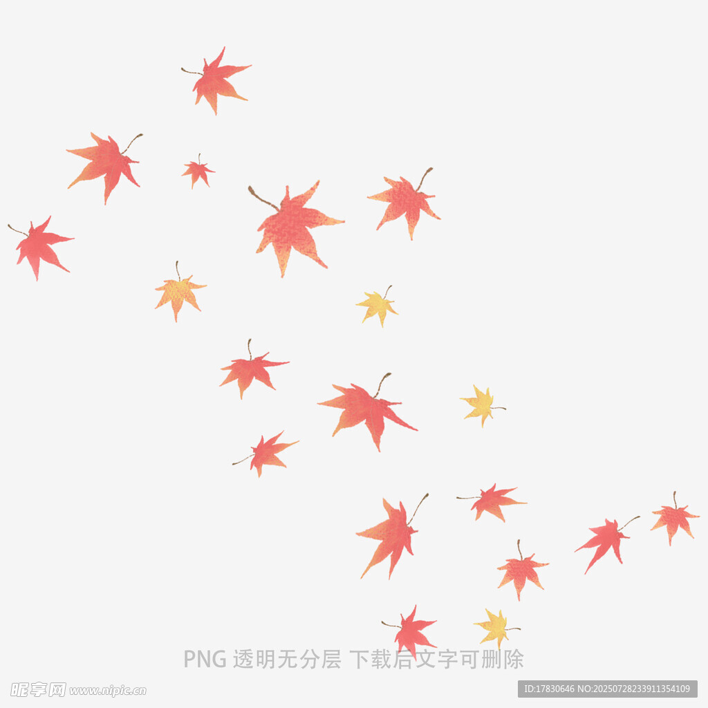 飘落的枫叶