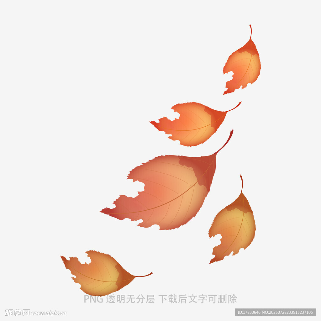 飘落的橙红色枫叶