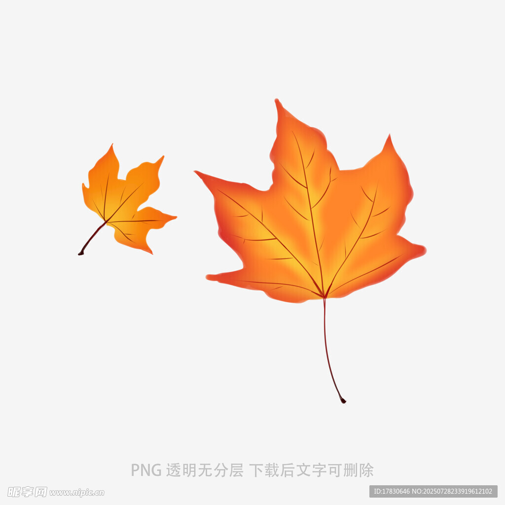 两片橙黄枫叶特写