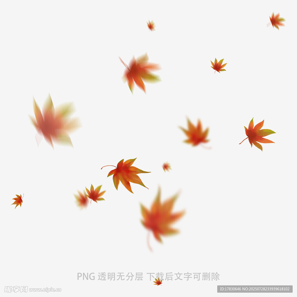 飘落的枫叶