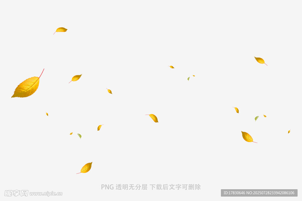 飘落的金黄树叶
