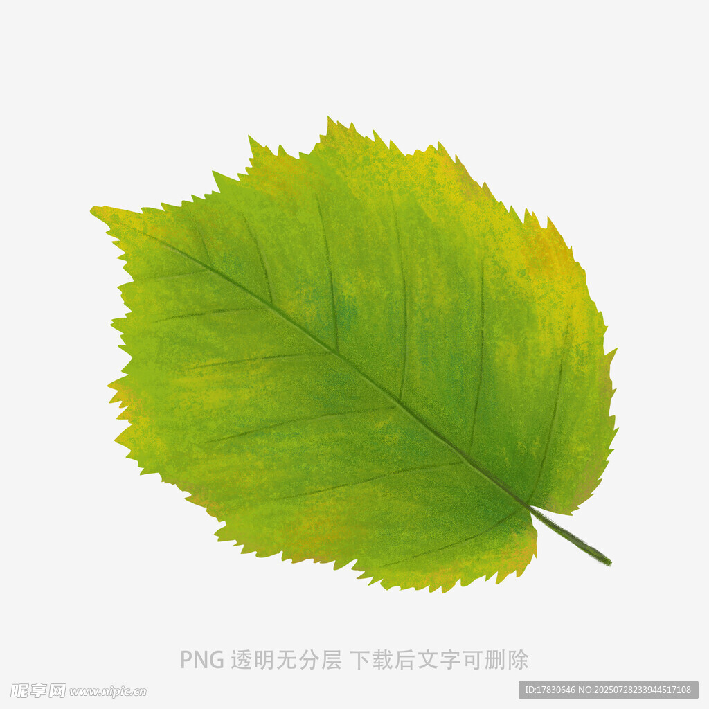 嫩绿叶片插画