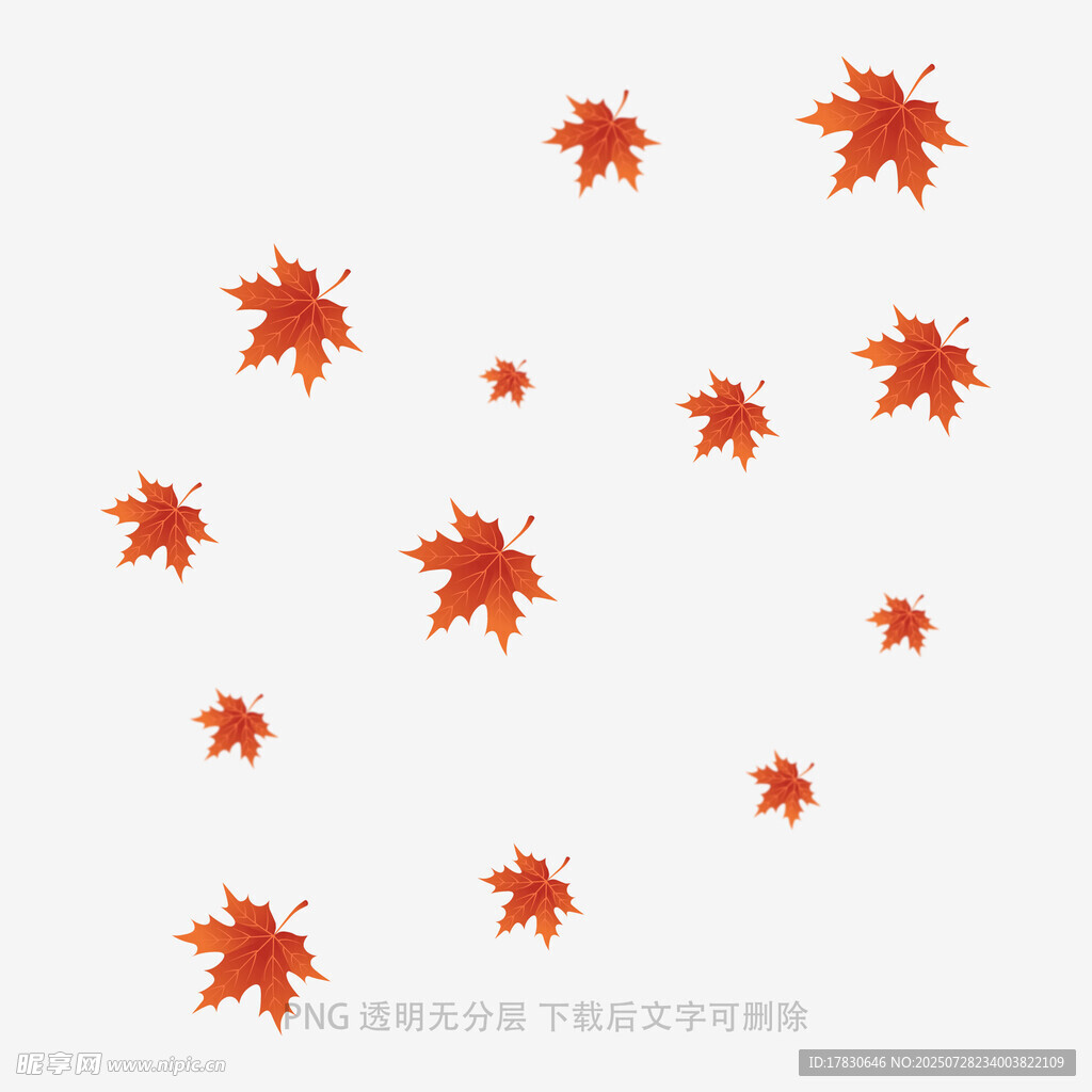 飘落的红色枫叶