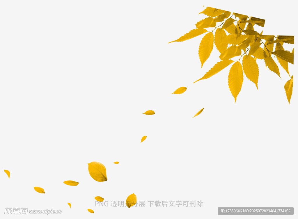 飘落的金黄树叶