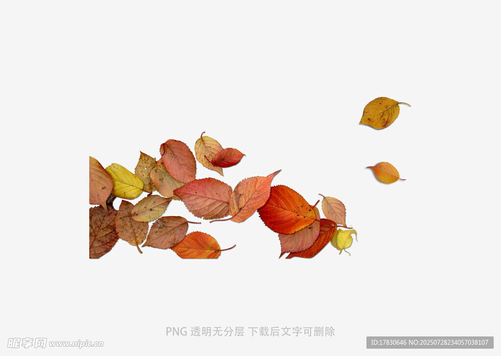 飘落的多彩秋叶