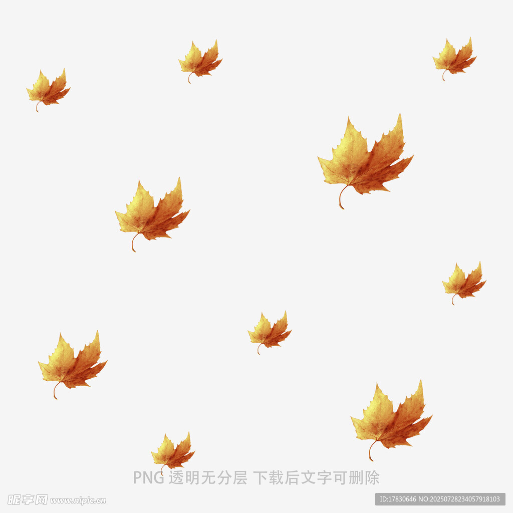 飘落的金黄枫叶背景图