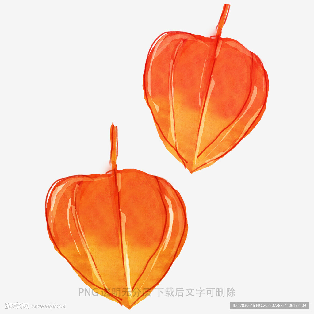 手绘橙红色灯笼果插画