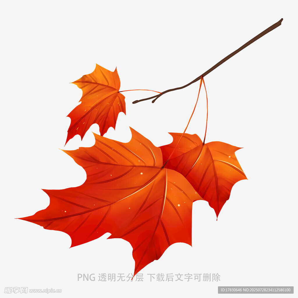 枝头红枫叶