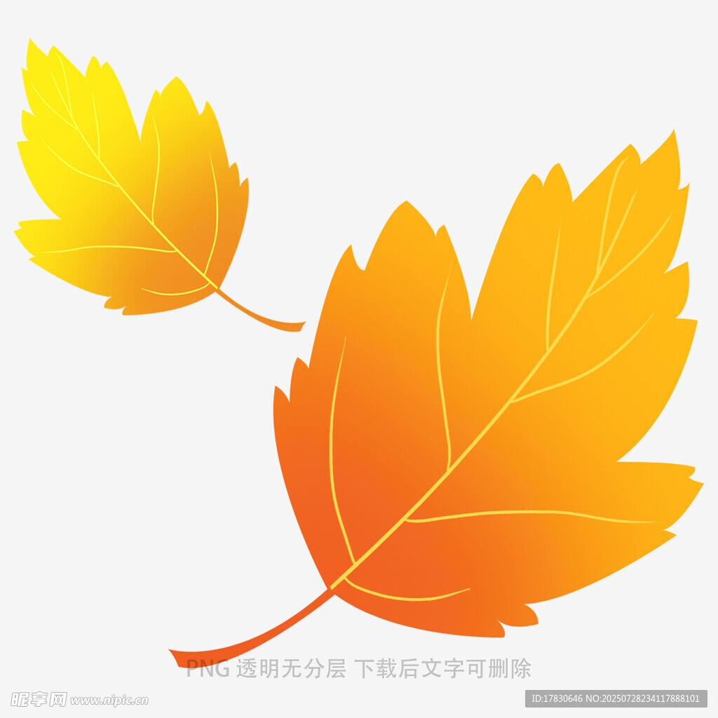 两片秋叶插画