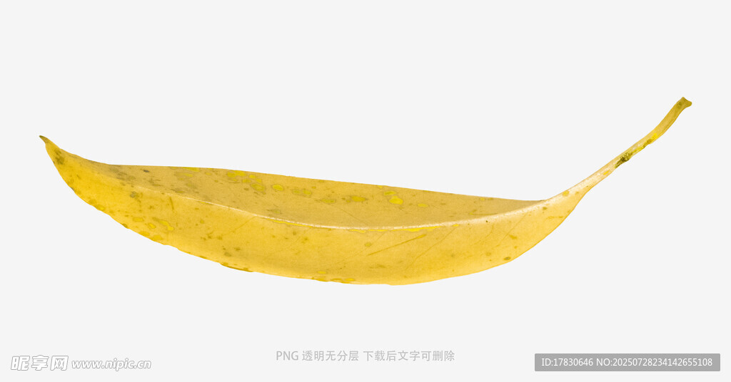 黄色单叶片特写