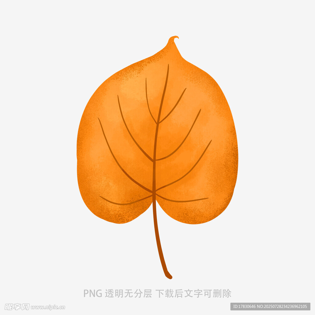 橙色叶片插画