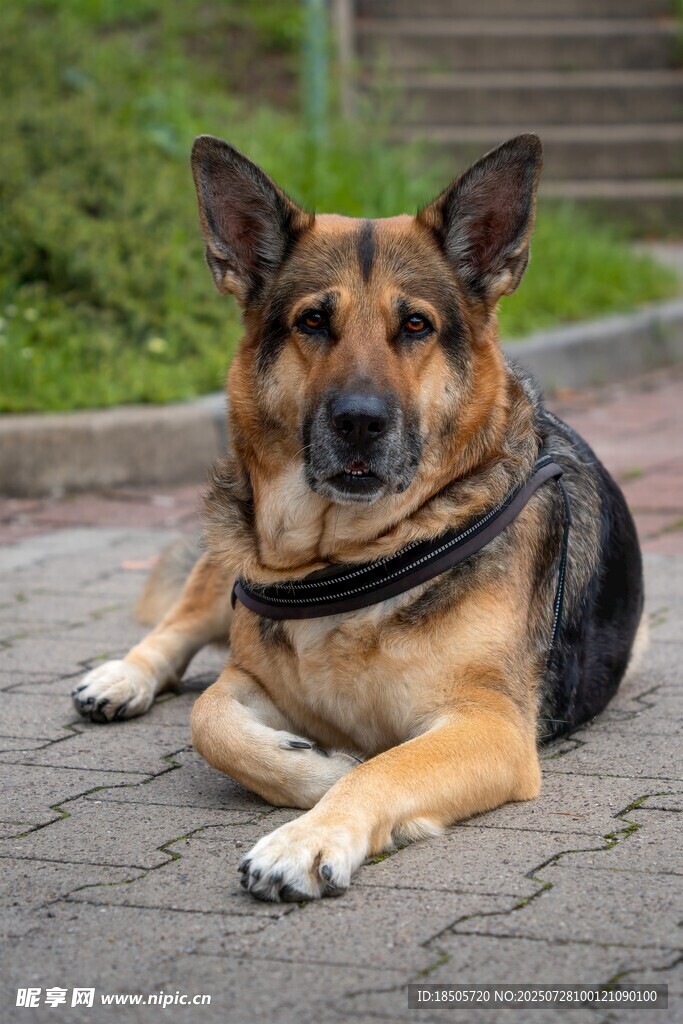 趴地的德国牧羊犬