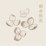 新会陈皮手绘