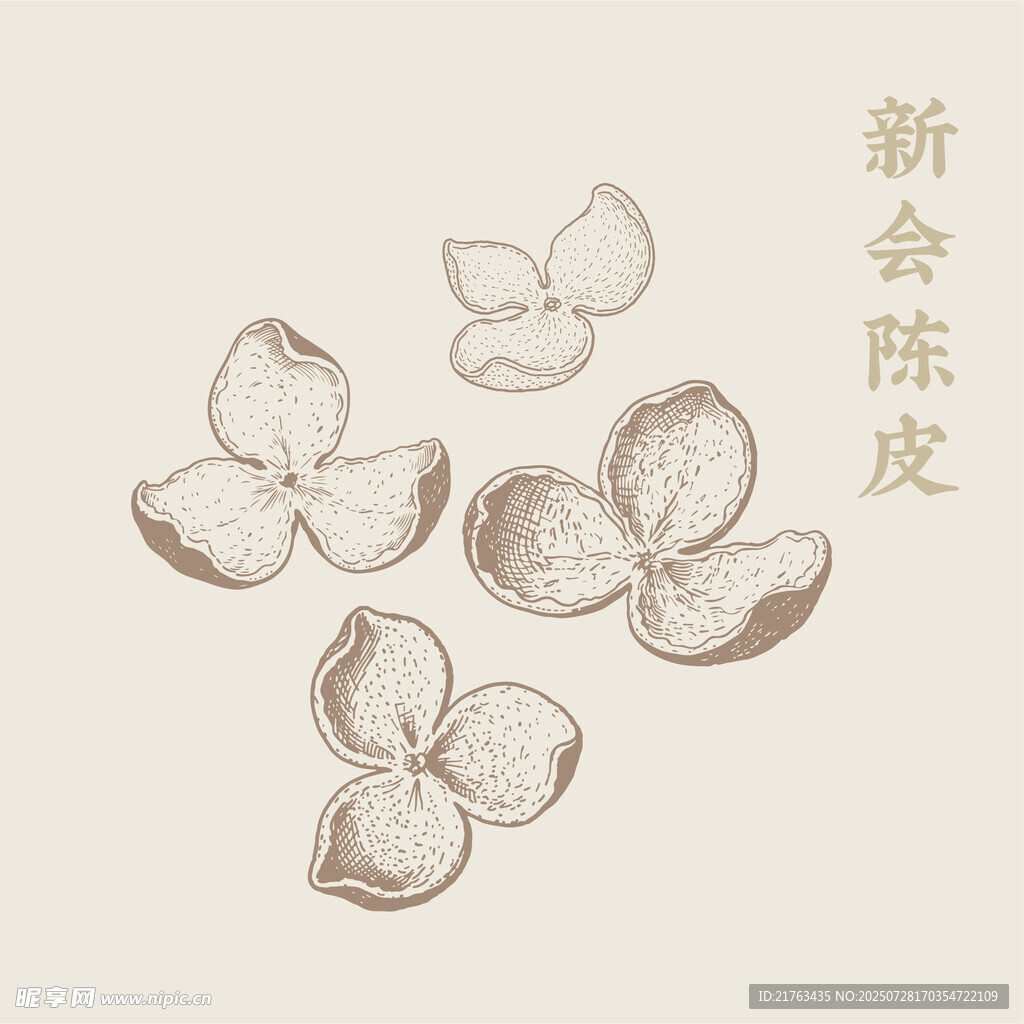 新会陈皮手绘