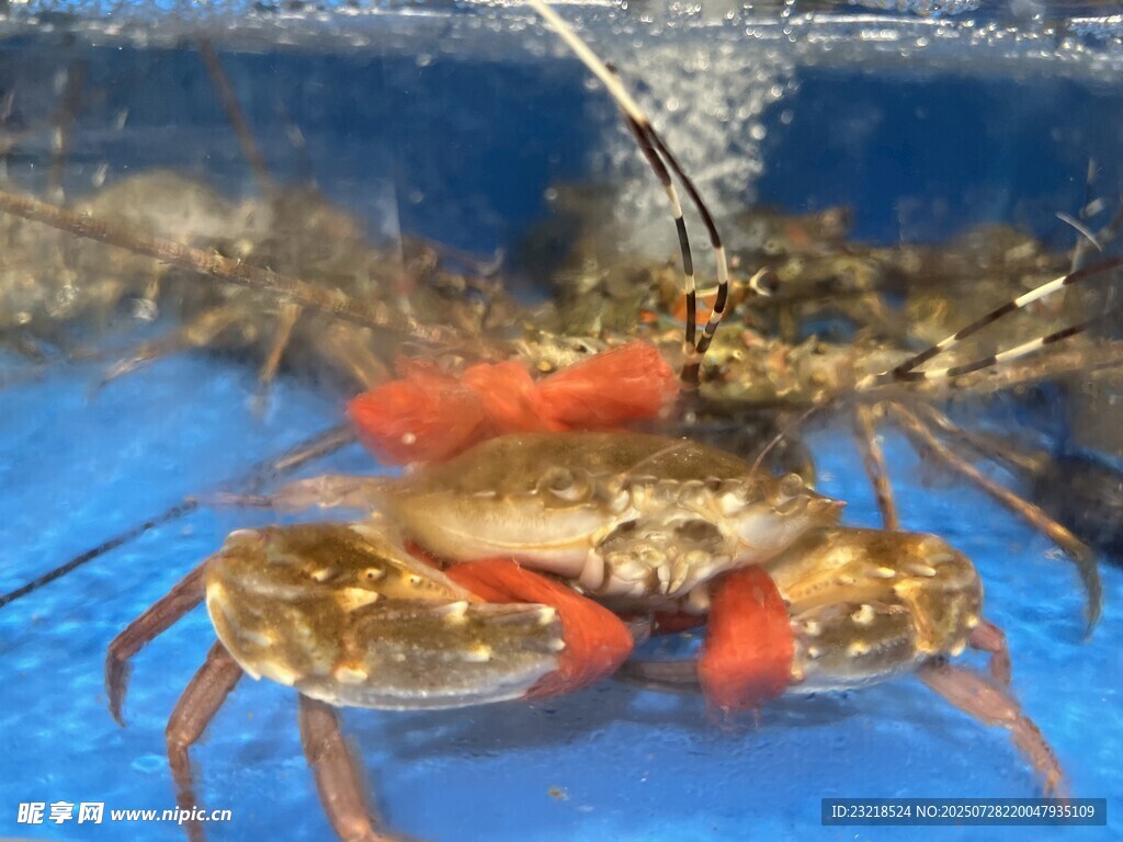 鲜活螃蟹