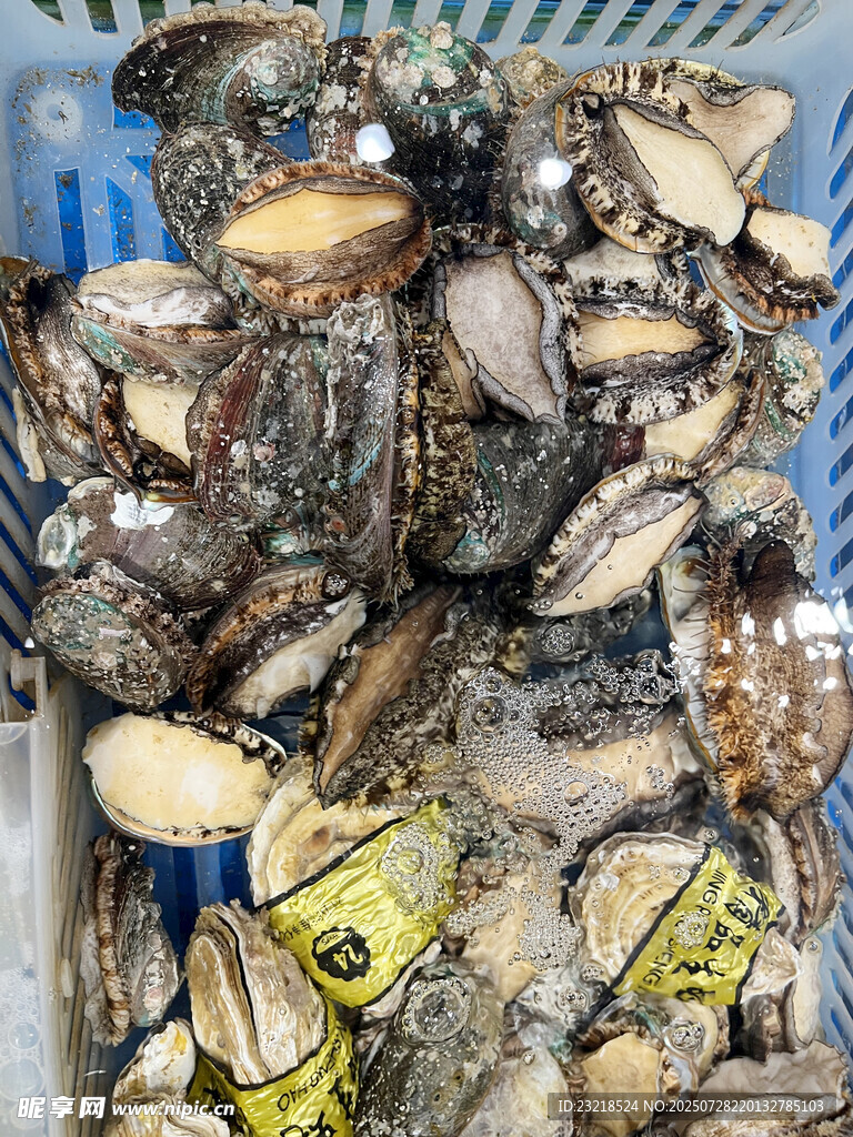 生蚝 鲍鱼