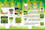 芽苗菜