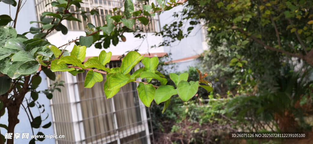 绿叶掩映下的白色建筑