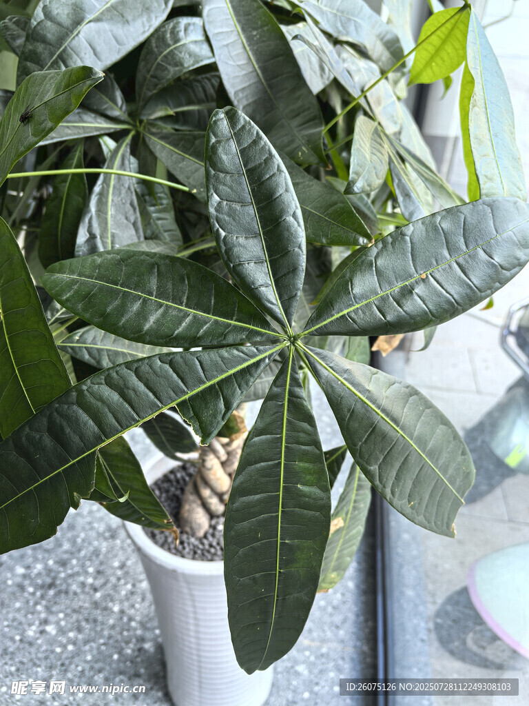 室内绿植发财树特写