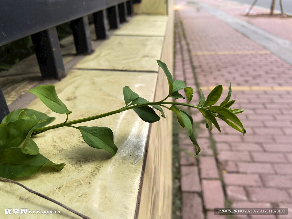 墙边绿植生机盎然