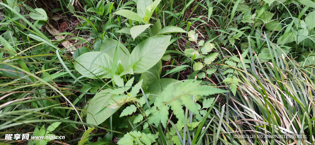 野外繁茂的绿色植物