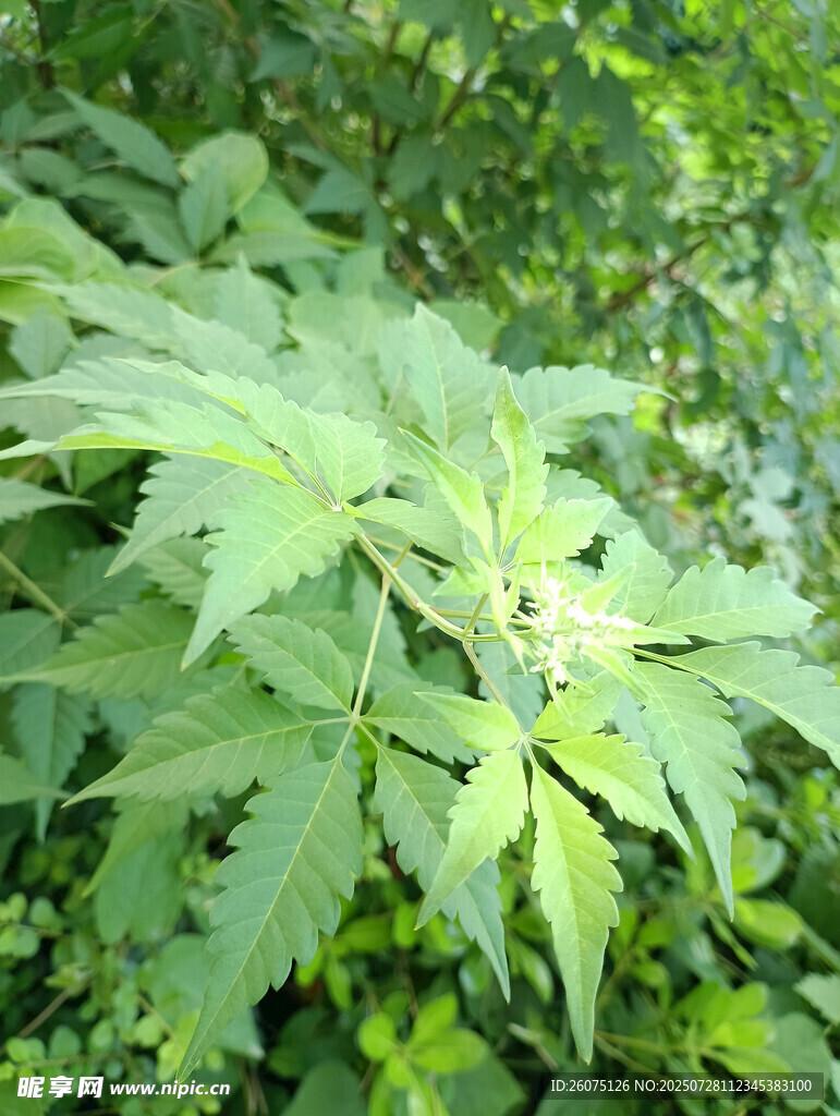 绿叶繁茂的黄荆特写