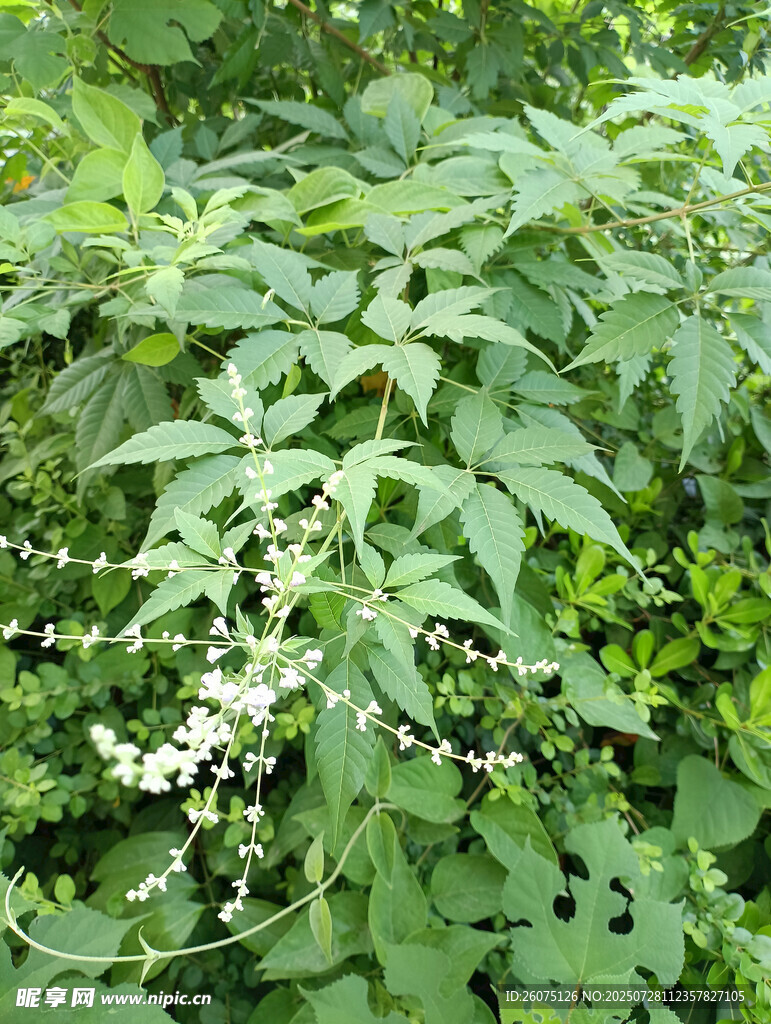 繁茂黄荆枝叶中的白色小花