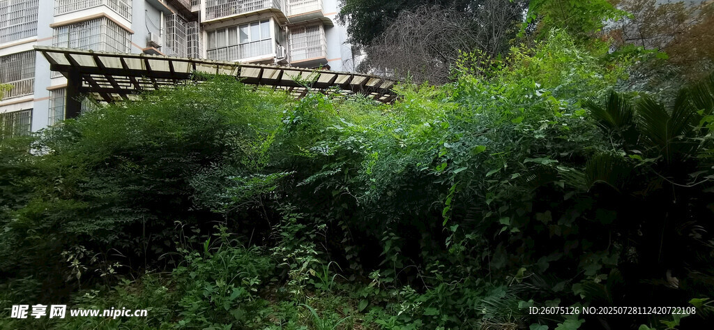 小区内繁茂绿植环绕的建筑一角