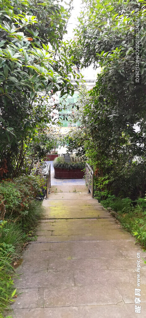 林荫小道