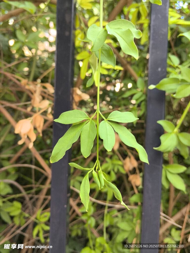 绿叶从铁栅栏间探出