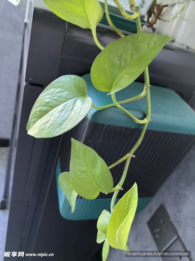 翠绿绿萝攀爬于容器边缘