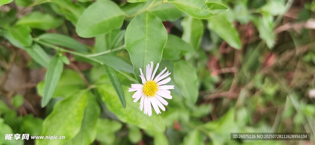 绿叶间的白色小雏菊