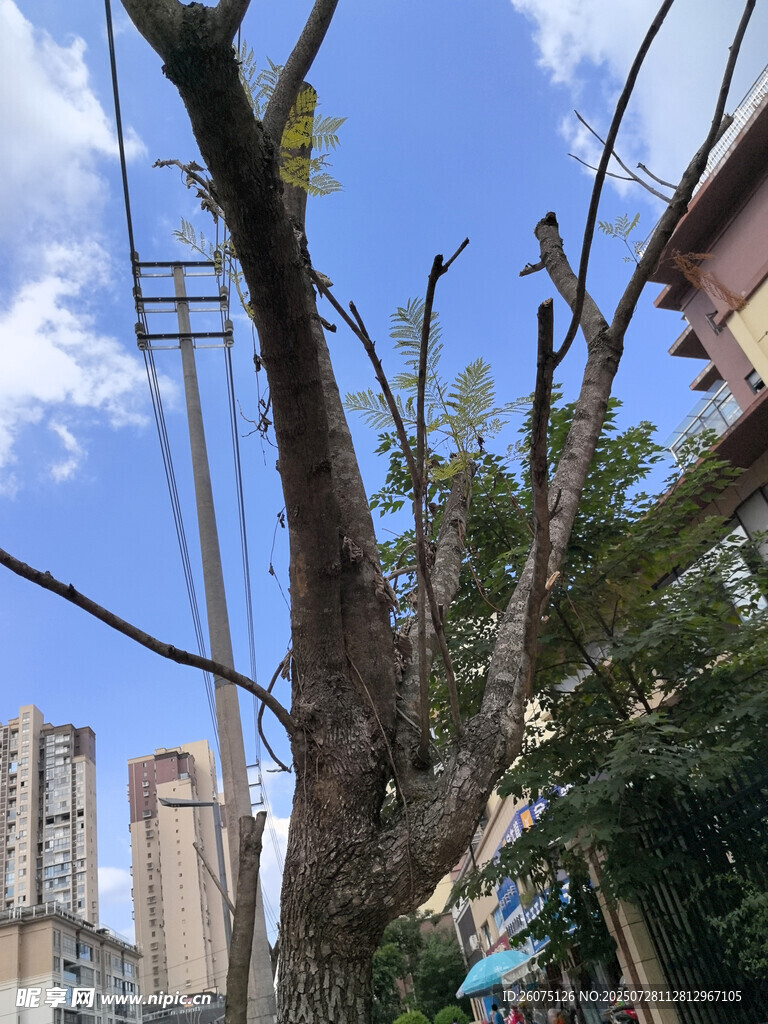 城市中枯树与高楼景象