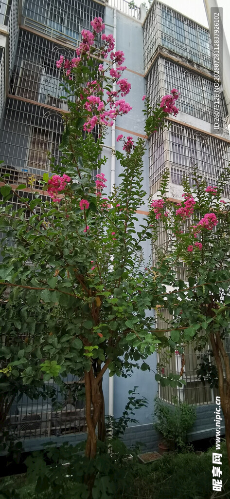 小区中绽放的鲜艳花卉