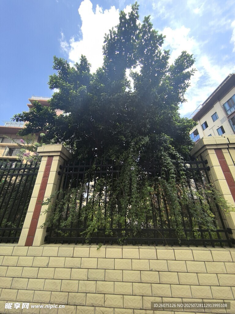 围栏旁茂盛大树