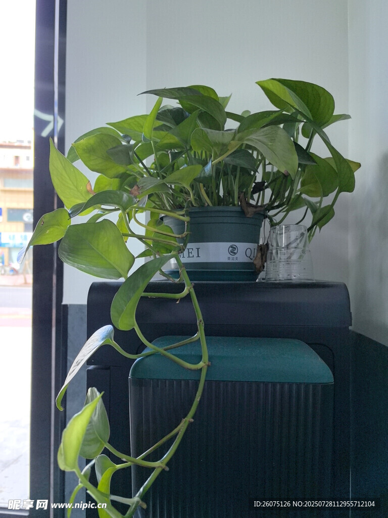 室内绿植装点舒适角落