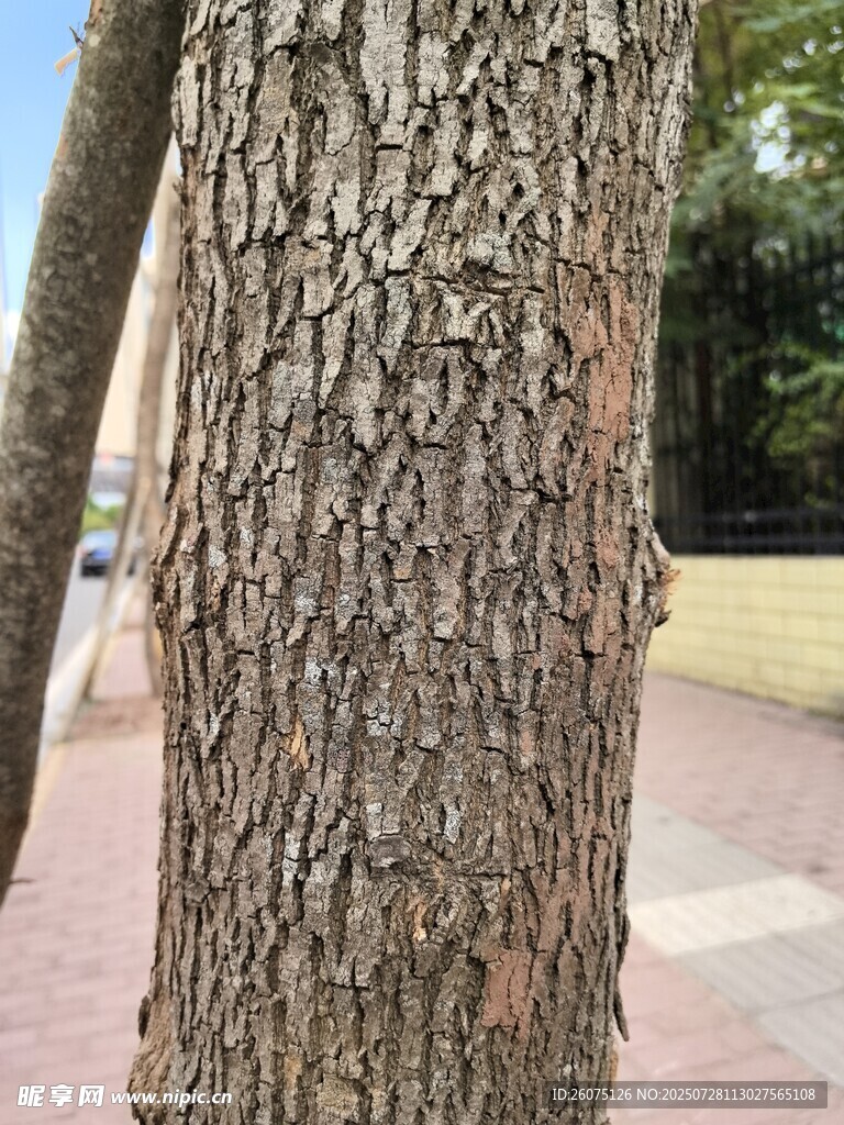 粗糙树皮特写