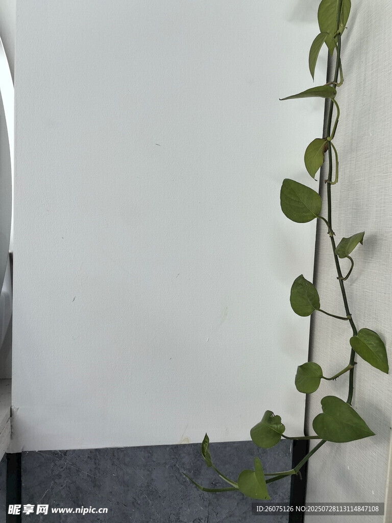 白色墙角藤蔓绿植