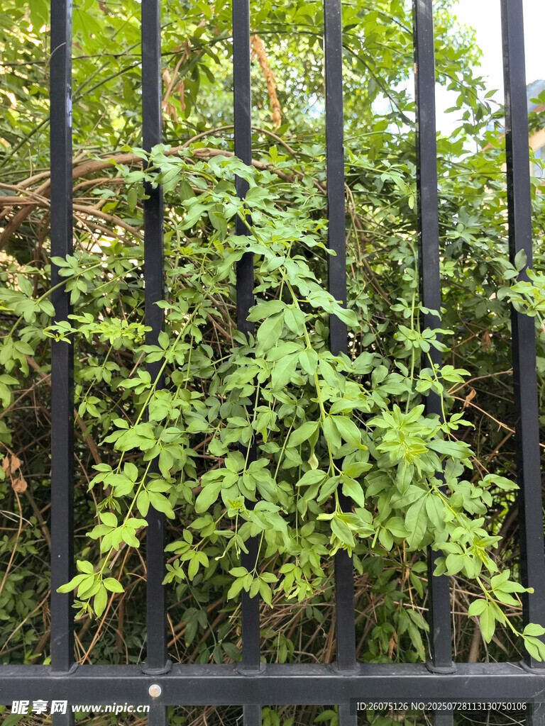 铁艺围栏上的翠绿藤蔓